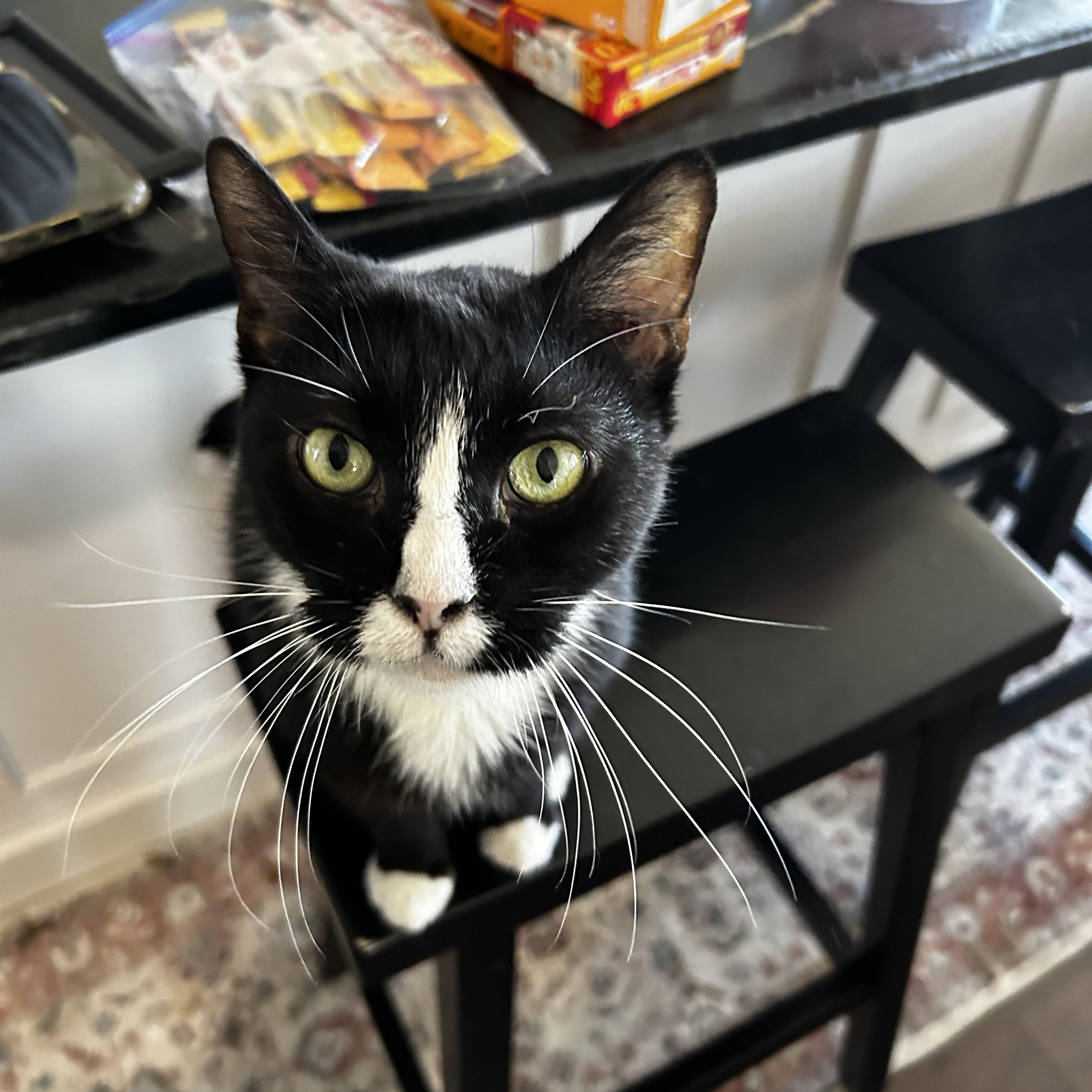 Nuna, Adoptable, Senior Female Domestic Short Hair.