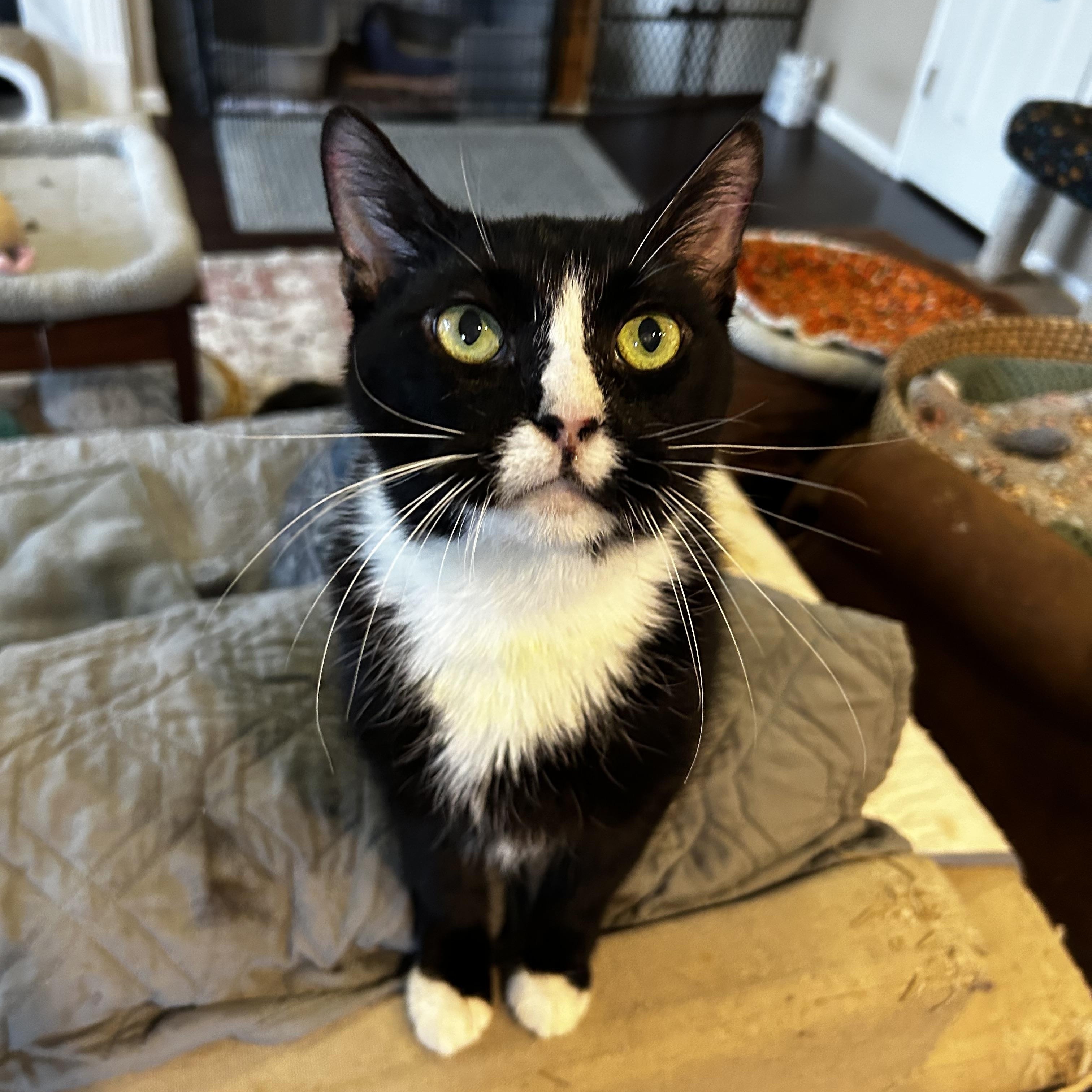 Enlarge Nuna, a Adoptable Domestic Short Hair in Warminster, PA image 2/6