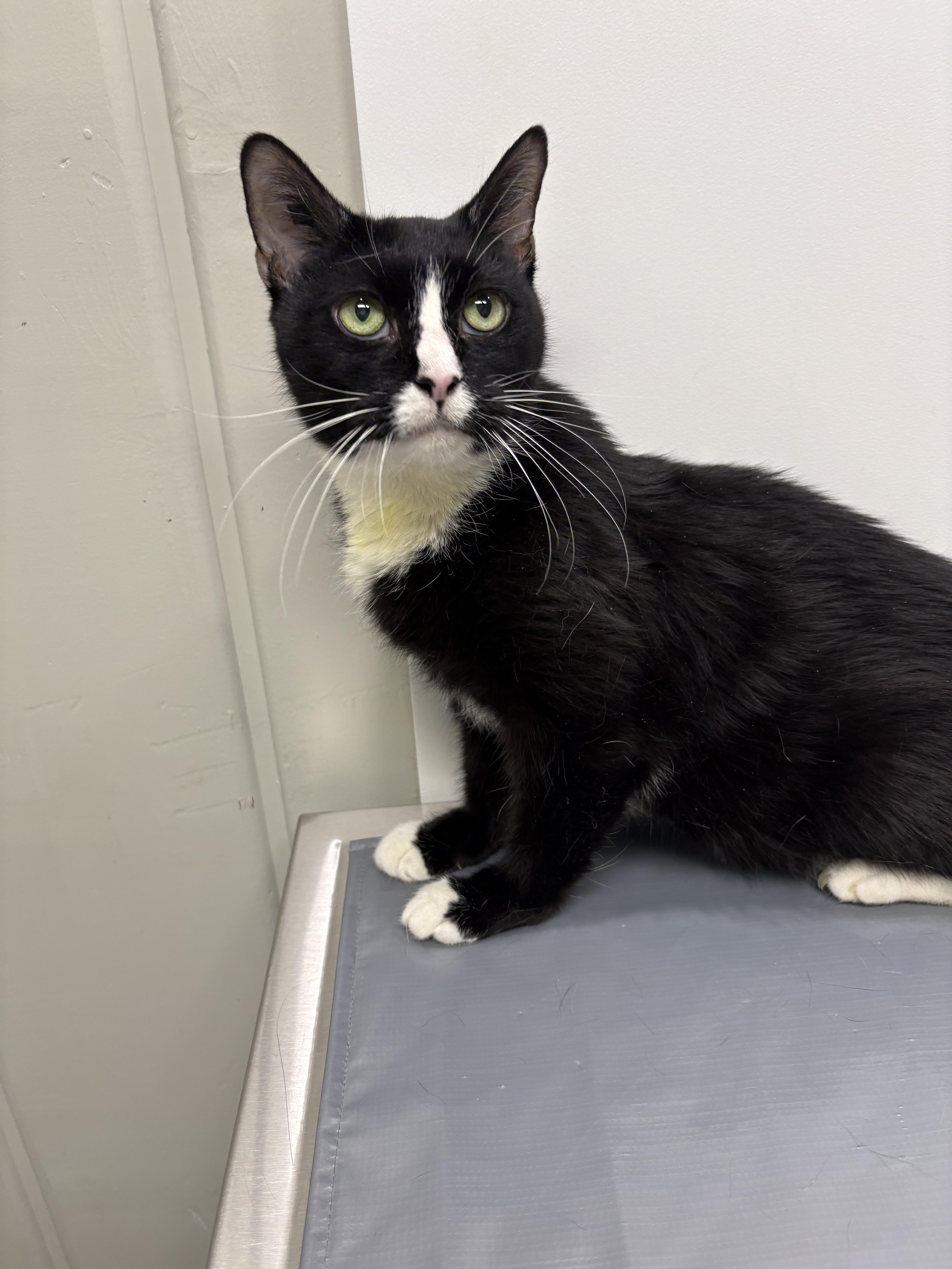 Enlarge Nuna, a Adoptable Domestic Short Hair in Warminster, PA image 4/6