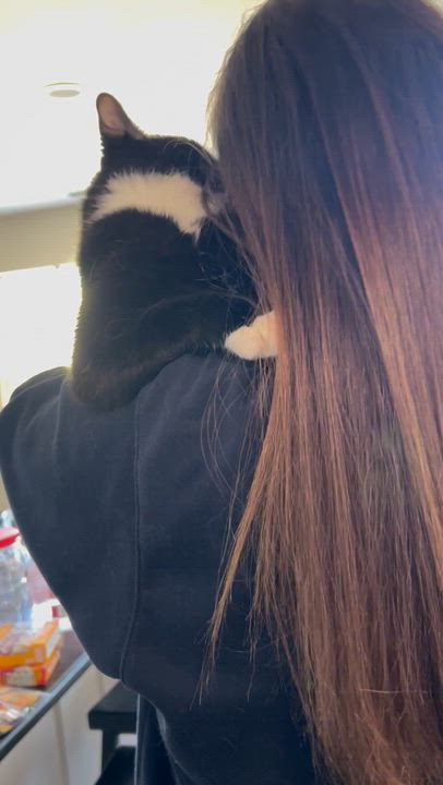 Enlarge Nuna, a Adoptable Domestic Short Hair in Warminster, PA video 6/6