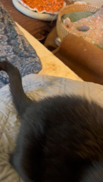 Enlarge Nuna, a Adoptable Domestic Short Hair in Warminster, PA video 6/6