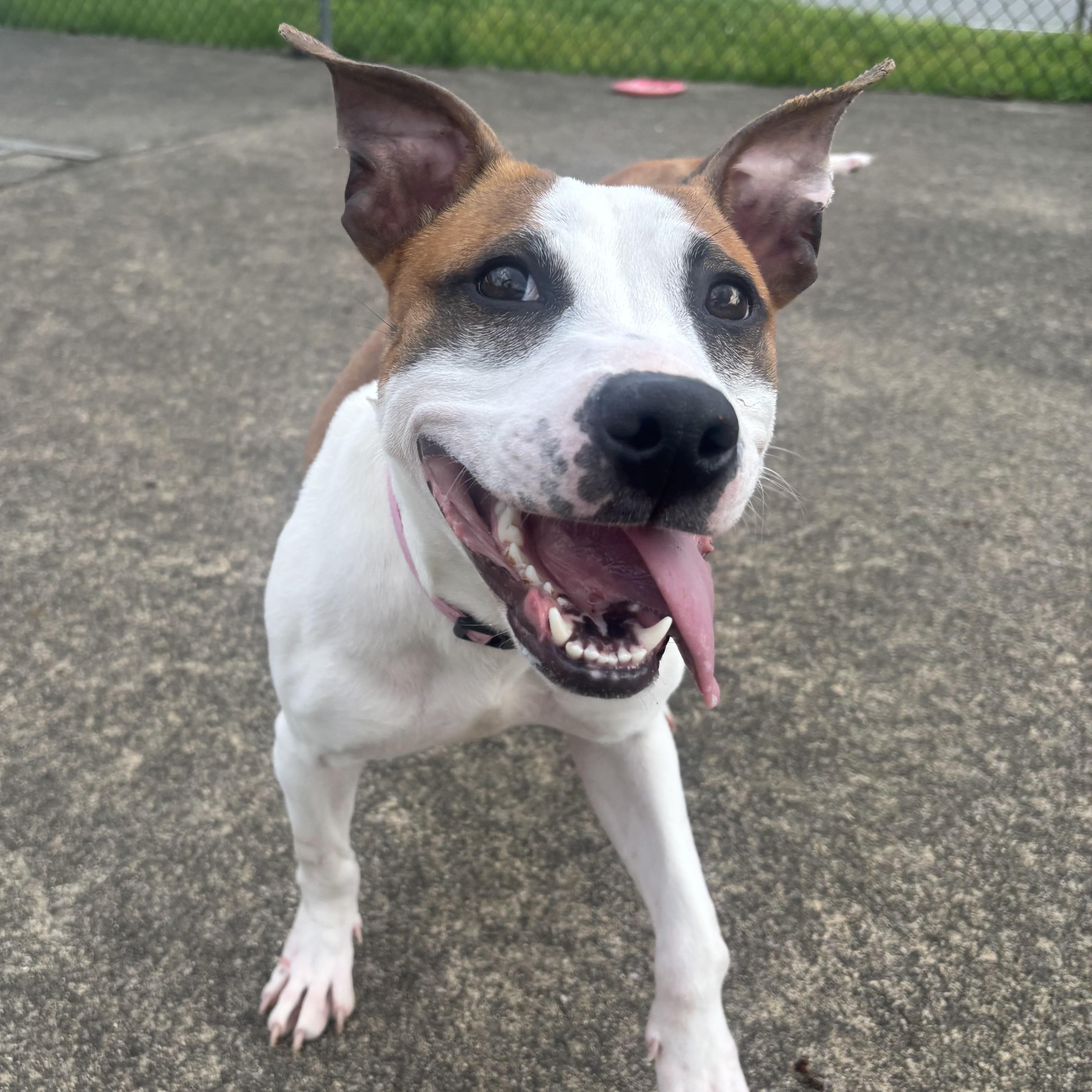 Enlarge Louise, a ADOPTABLE Mixed Breed in Waynesburg, PA image 2/6