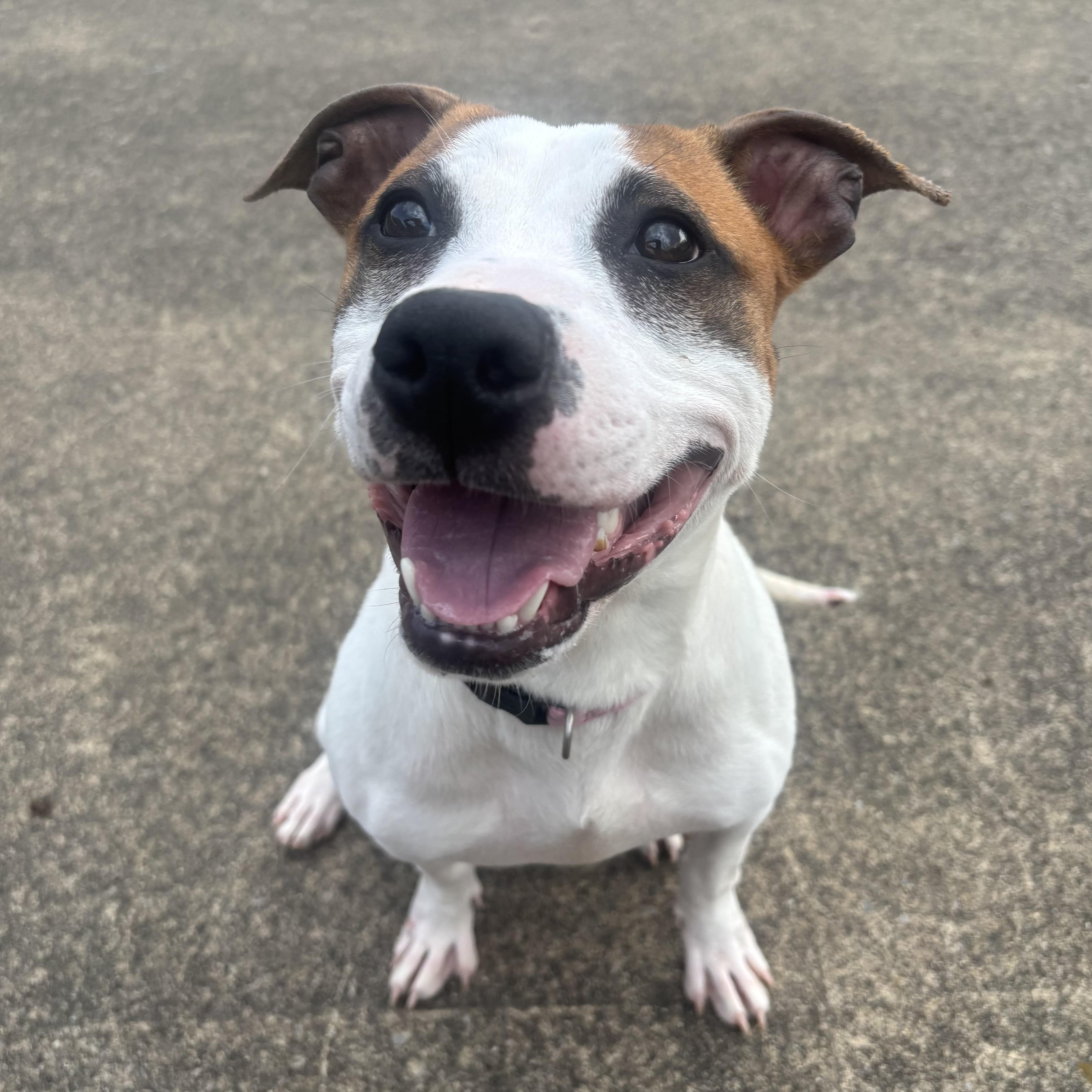 Enlarge Louise, a ADOPTABLE Mixed Breed in Waynesburg, PA image 1/6