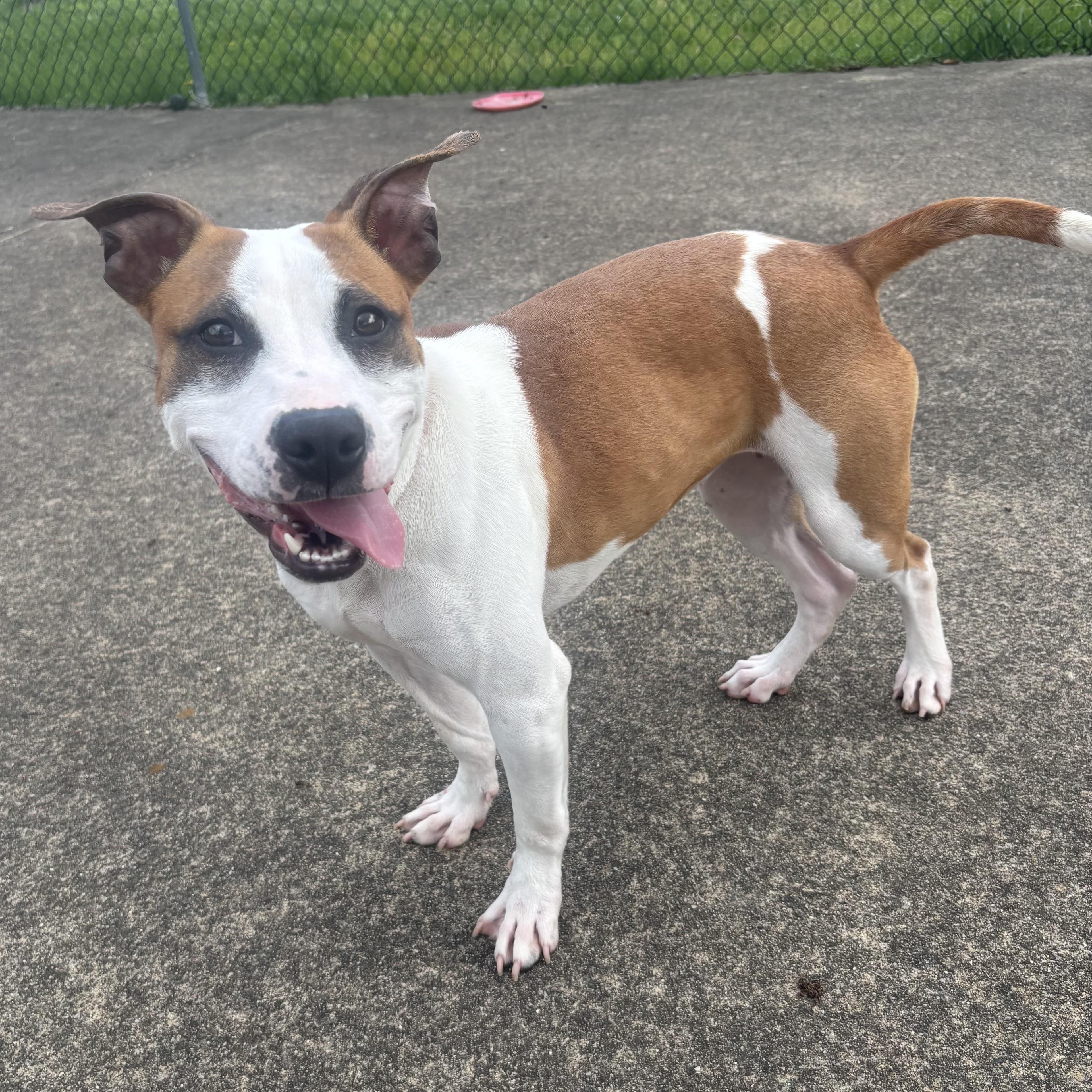 Enlarge Louise, a ADOPTABLE Mixed Breed in Waynesburg, PA image 6/6
