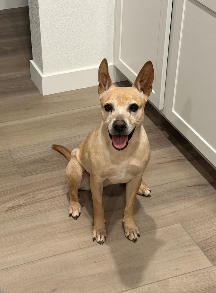 Enlarge Oweta, a Adoptable mixed breed in Aurora, CO image 1/6