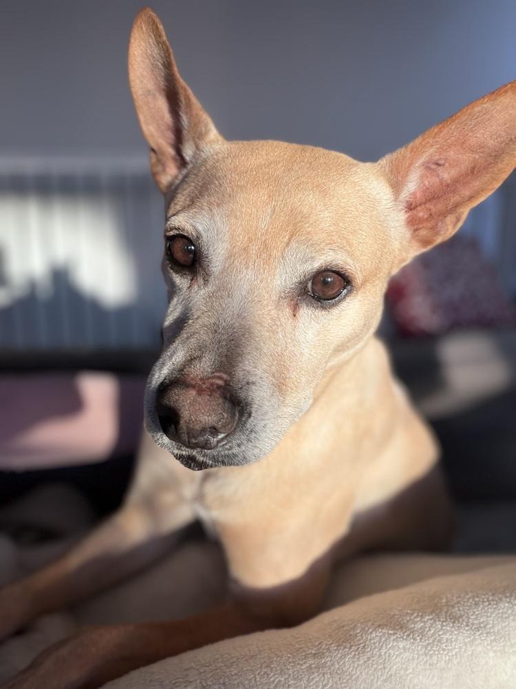 Oweta, Adoptable, Adult Female Chihuahua & Cattle Dog.