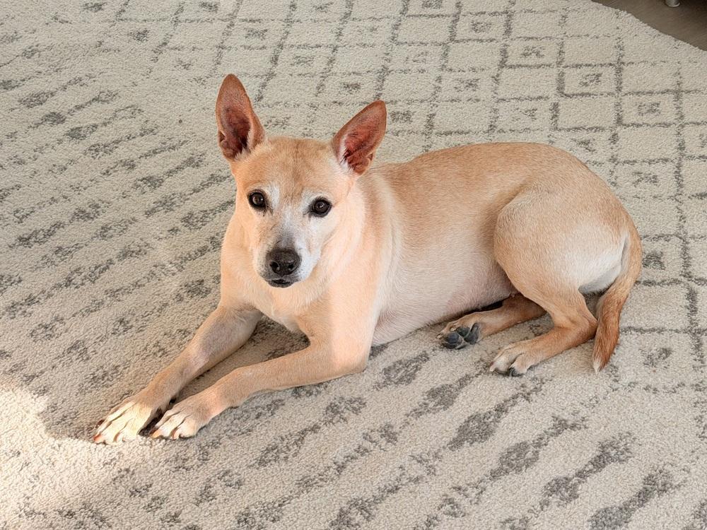 Enlarge Oweta, a Adoptable mixed breed in Aurora, CO image 2/6