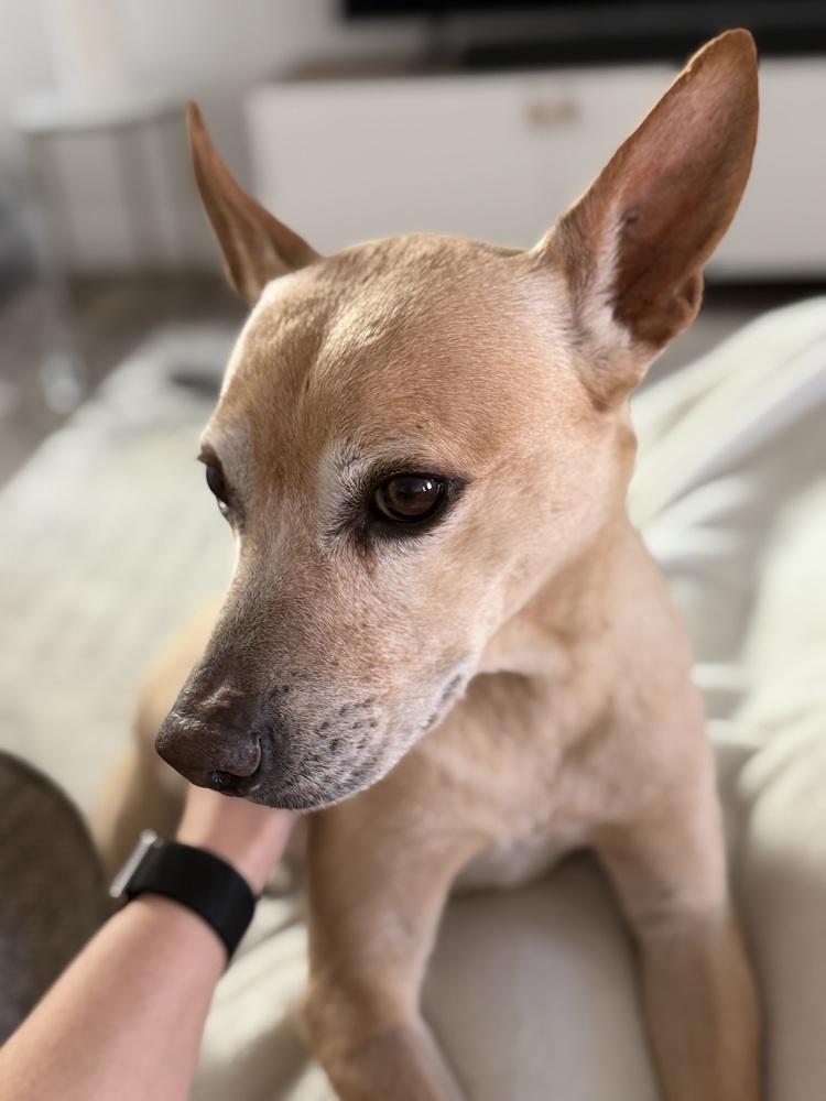 Enlarge Oweta, a Adoptable mixed breed in Aurora, CO image 3/6