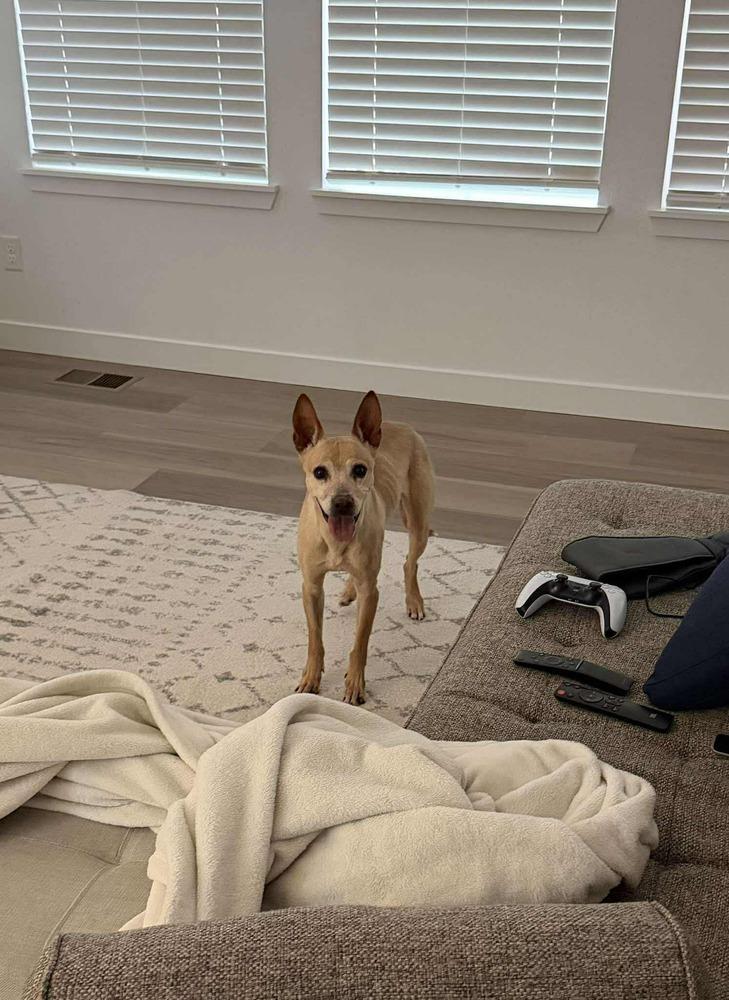 Enlarge Oweta, a Adoptable mixed breed in Aurora, CO image 2/6