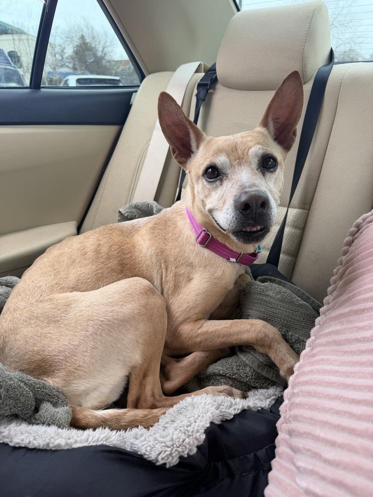 Enlarge Oweta, a Adoptable mixed breed in Aurora, CO image 3/6