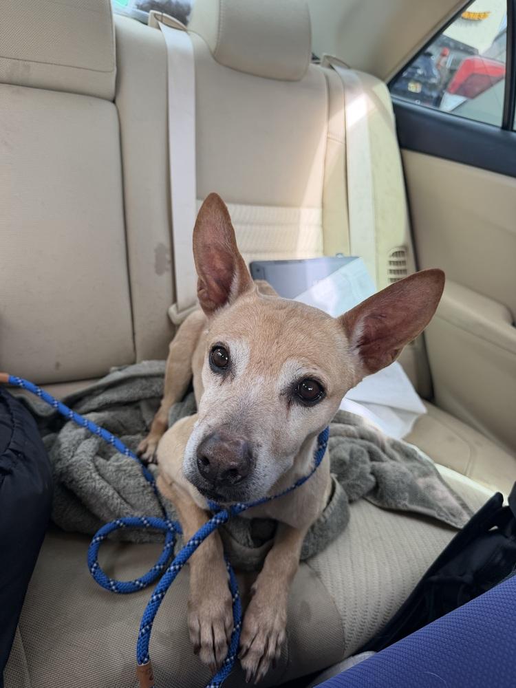 Enlarge Oweta, a Adoptable mixed breed in Aurora, CO image 5/6