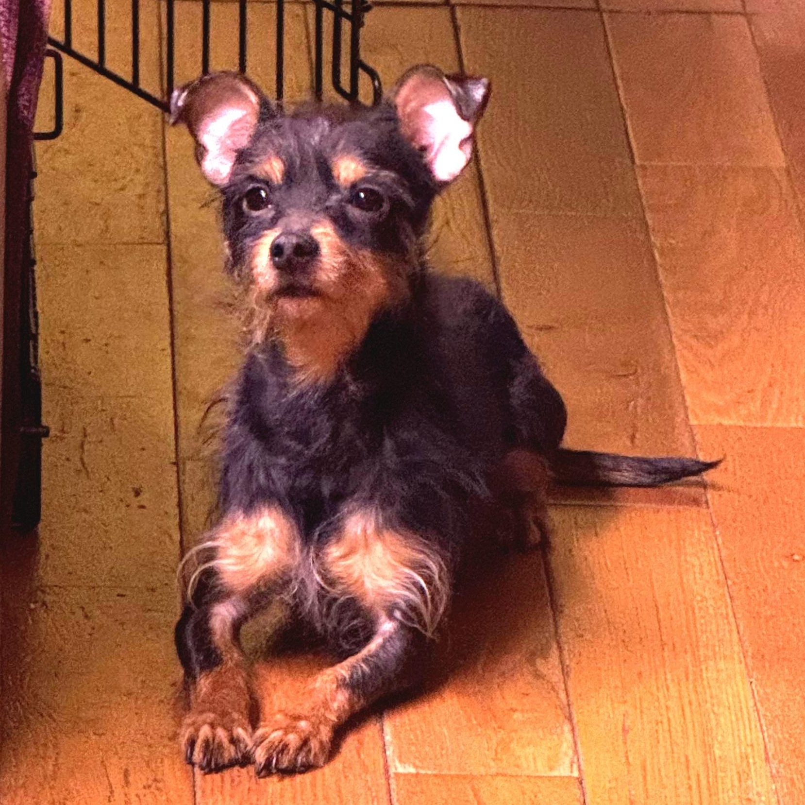 Enlarge PRINCE "In NY: Foster &/or Forever Home Needed!", an adopted mixed breed in New York, NY image 5/5