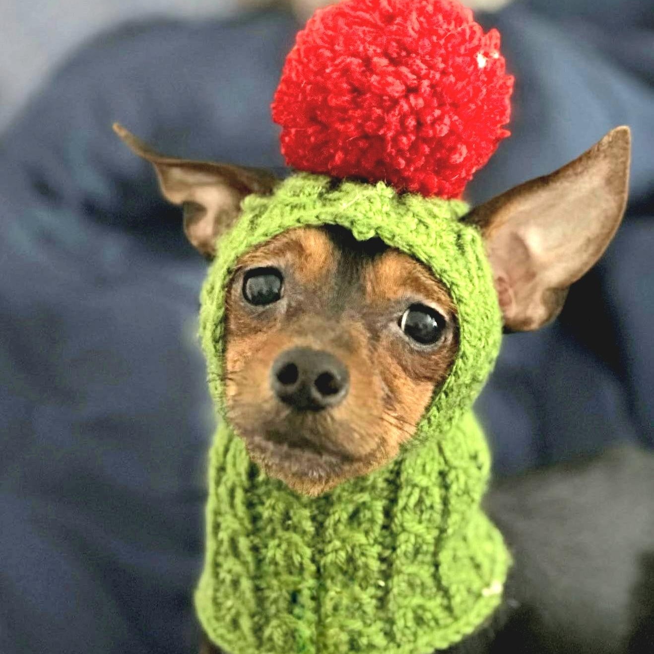 Enlarge PRINCE "In NY: Foster &/or Forever Home Needed!", an adopted mixed breed in New York, NY image 3/5