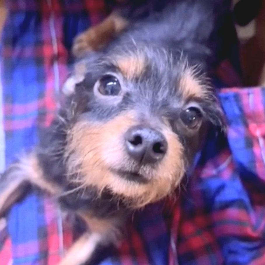 PRINCE "In NY: Foster &/or Forever Home Needed!", adopted, Young Male Chihuahua & Yorkshire Terrier.