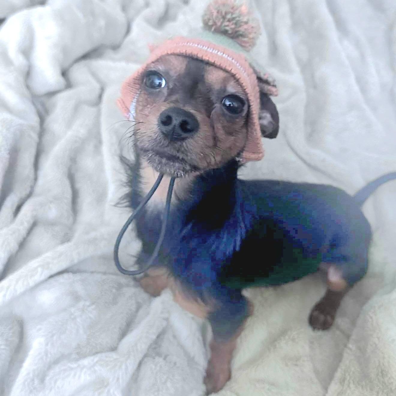 Enlarge PRINCE "In NY: Foster &/or Forever Home Needed!", an adopted mixed breed in New York, NY image 4/5