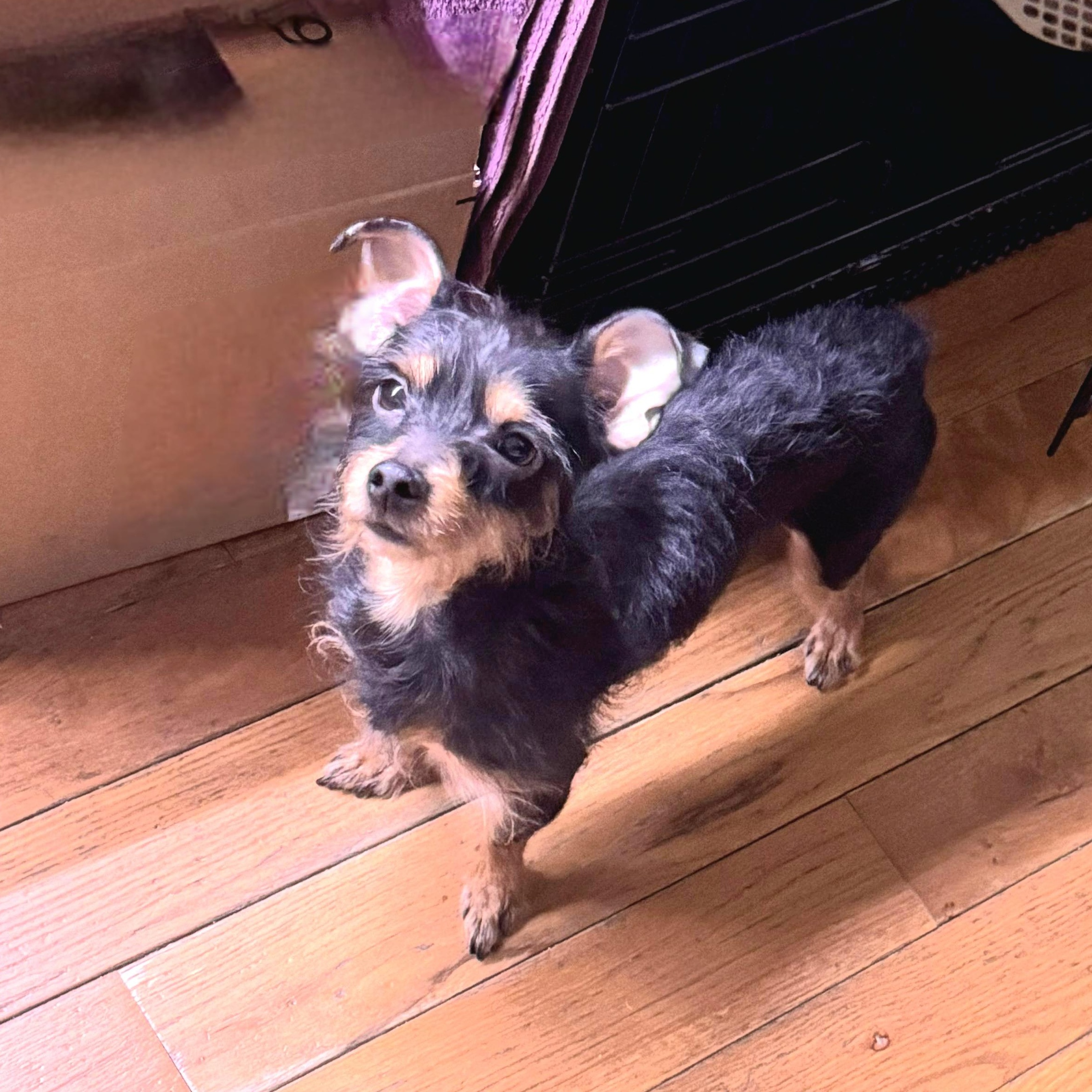 Enlarge PRINCE "In NY: Foster &/or Forever Home Needed!", an adopted mixed breed in New York, NY image 2/5