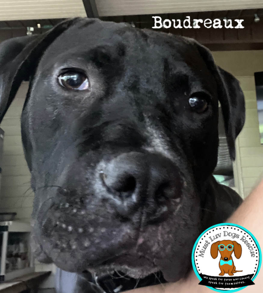 Boudreaux photo 2
