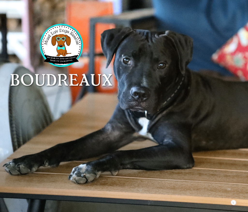 Boudreaux photo 6