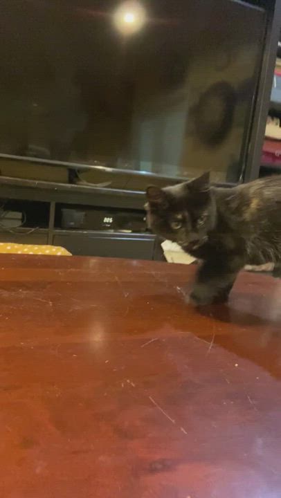 Enlarge Beatrice , a Adopted Domestic Medium Hair in Tampa, FL video 6/11