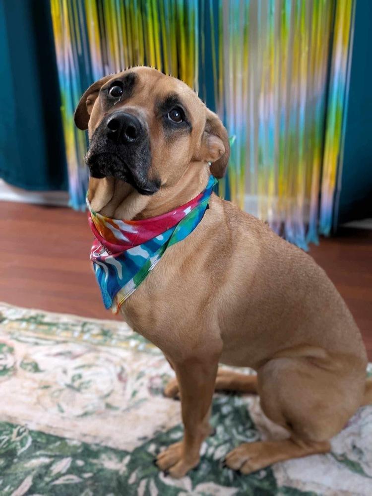 Mia, a Adoptable mixed breed in Amherst, NY image 1/6