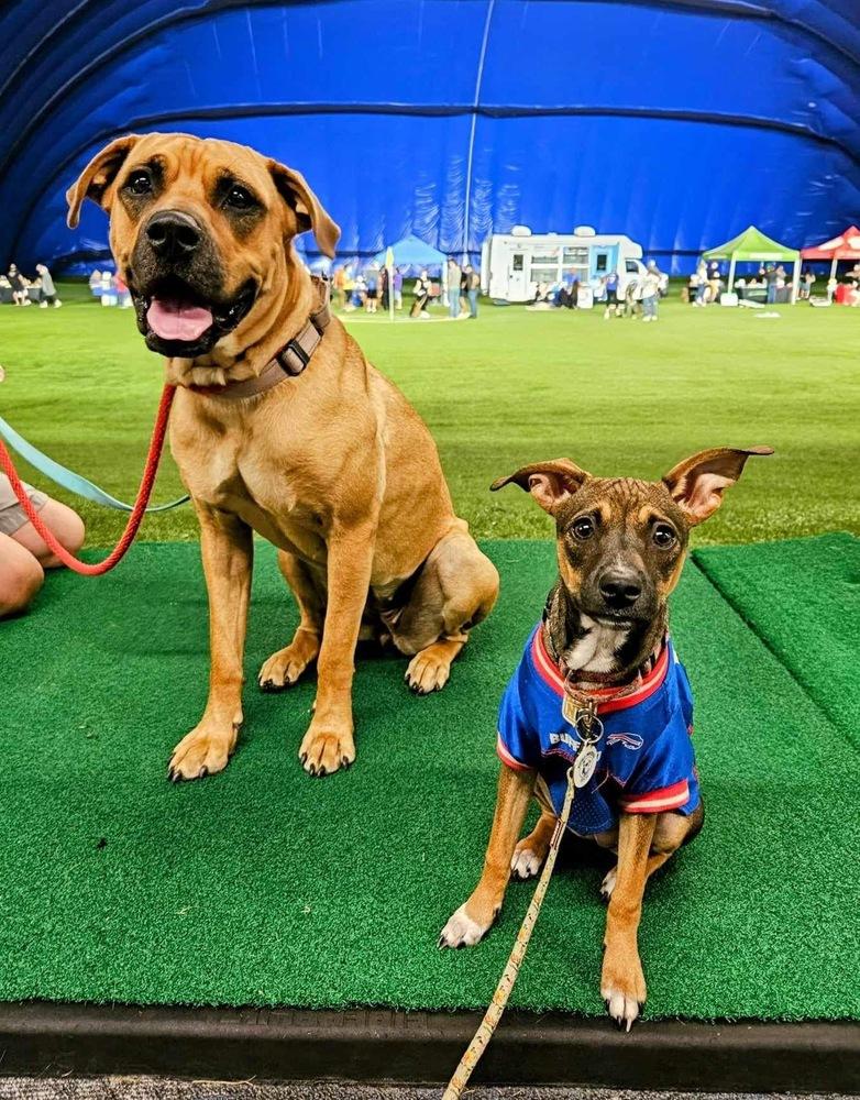 Mia, a Adoptable mixed breed in Amherst, NY image 1/6