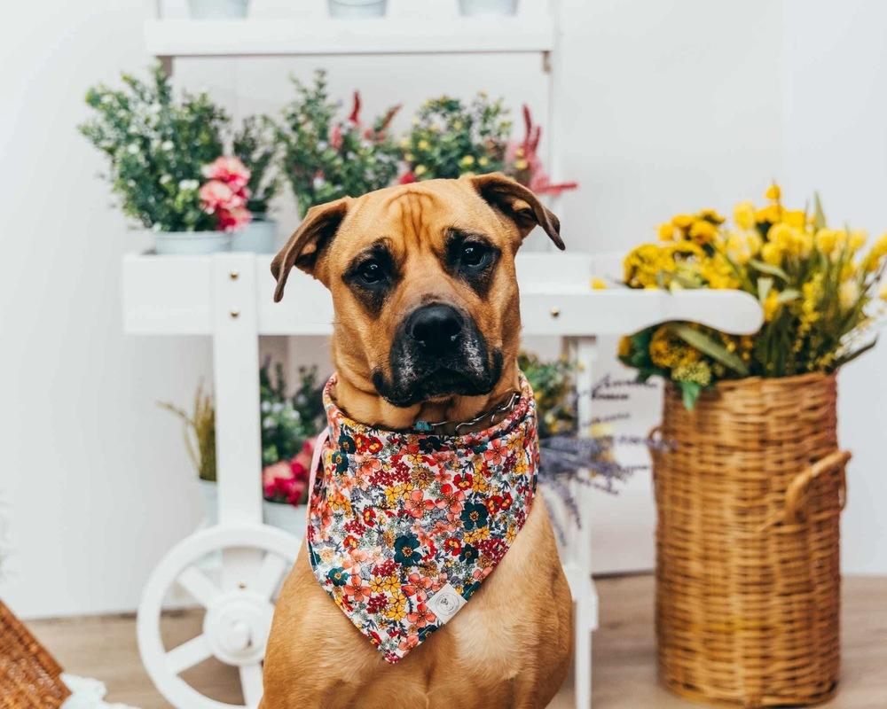 Mia, a Adoptable mixed breed in Amherst, NY image 2/6