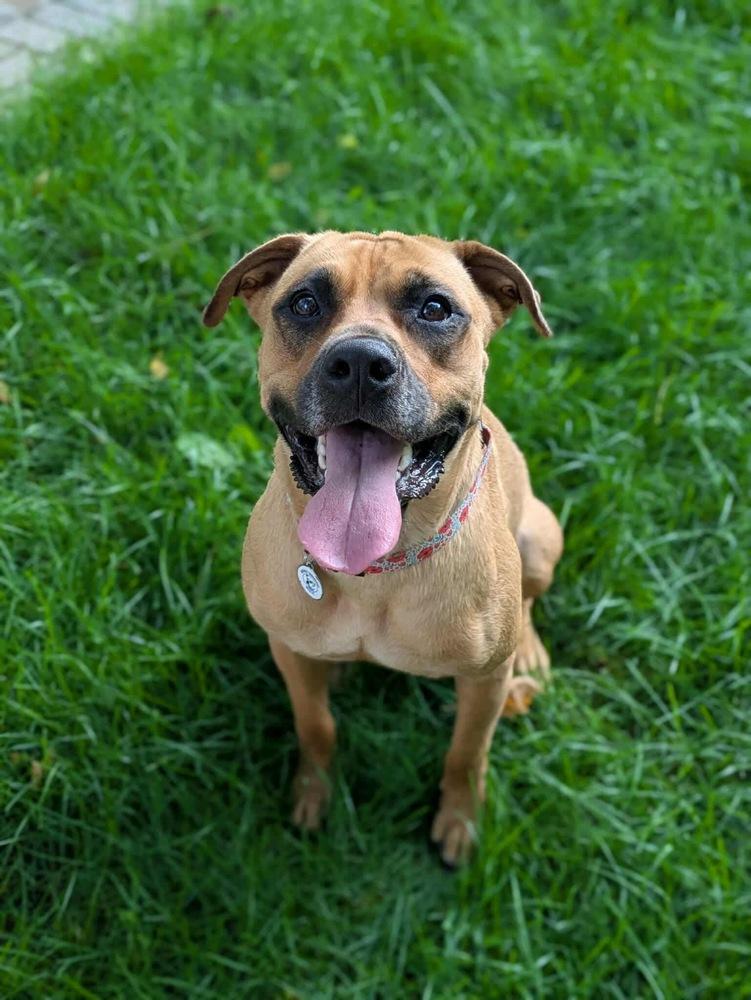 Mia, a Adoptable mixed breed in Amherst, NY image 3/6