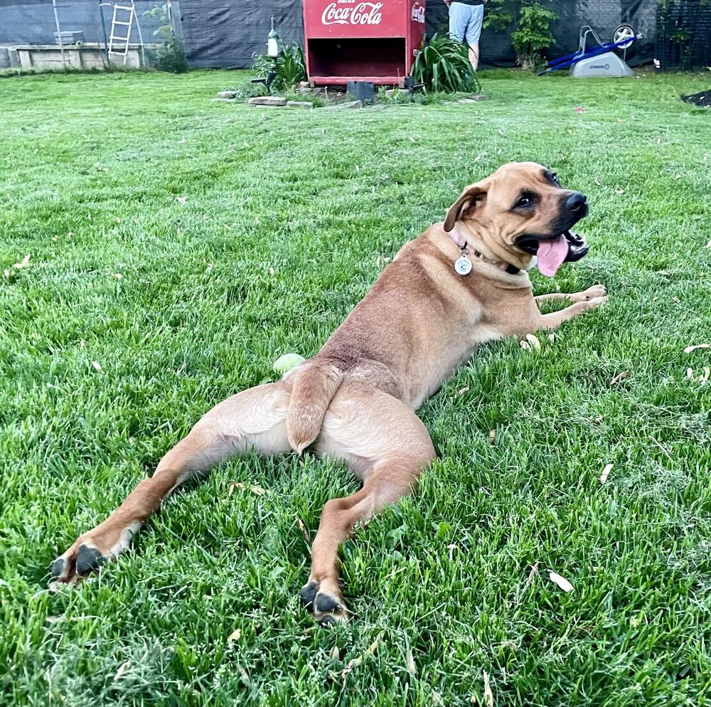 Mia, a Adoptable mixed breed in Amherst, NY image 5/6