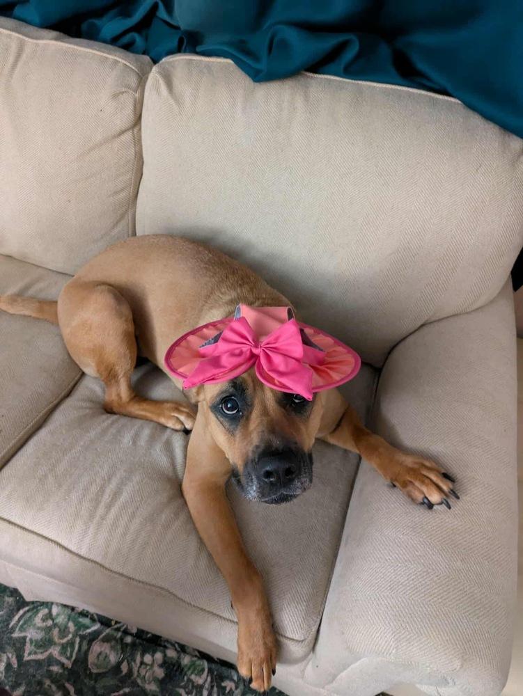 Mia, a Adoptable mixed breed in Amherst, NY image 6/6