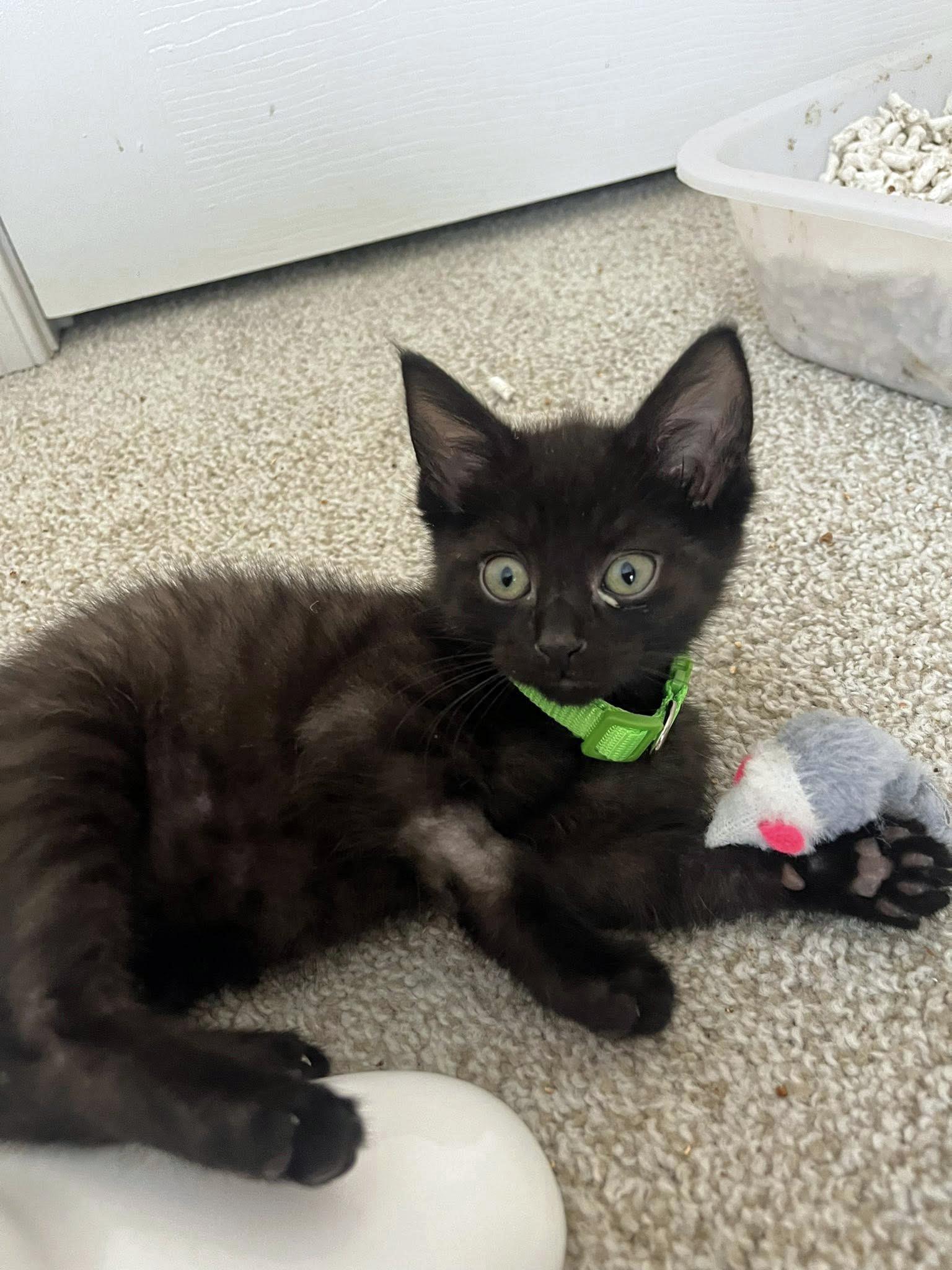 Asiago, ADOPTABLE, Kitten Male Domestic Short Hair.