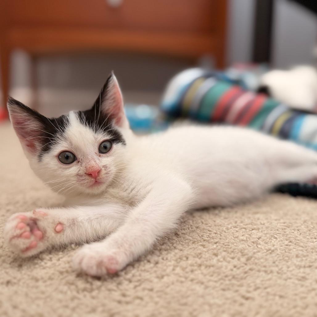 Athena, a Adoptable Domestic Short Hair in Long Beach, CA image 1/4