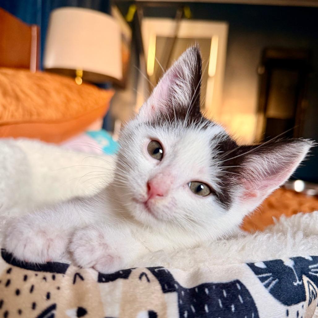 Athena, a Adoptable Domestic Short Hair in Long Beach, CA image 2/4