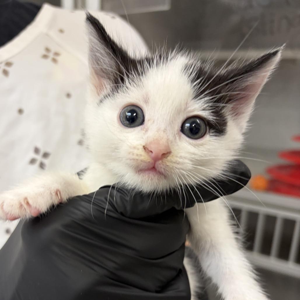 Athena, a Adoptable Domestic Short Hair in Long Beach, CA image 3/4