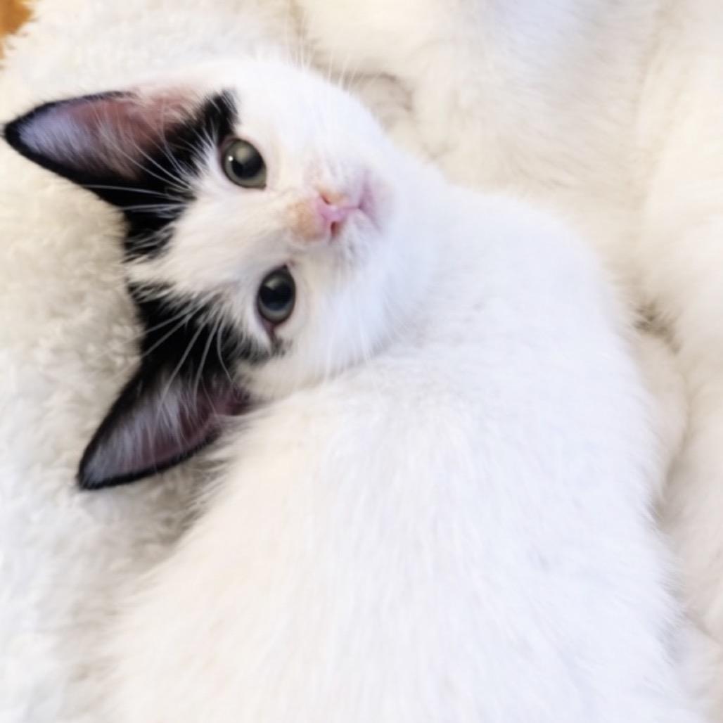 Athena, a Adoptable Domestic Short Hair in Long Beach, CA image 4/4