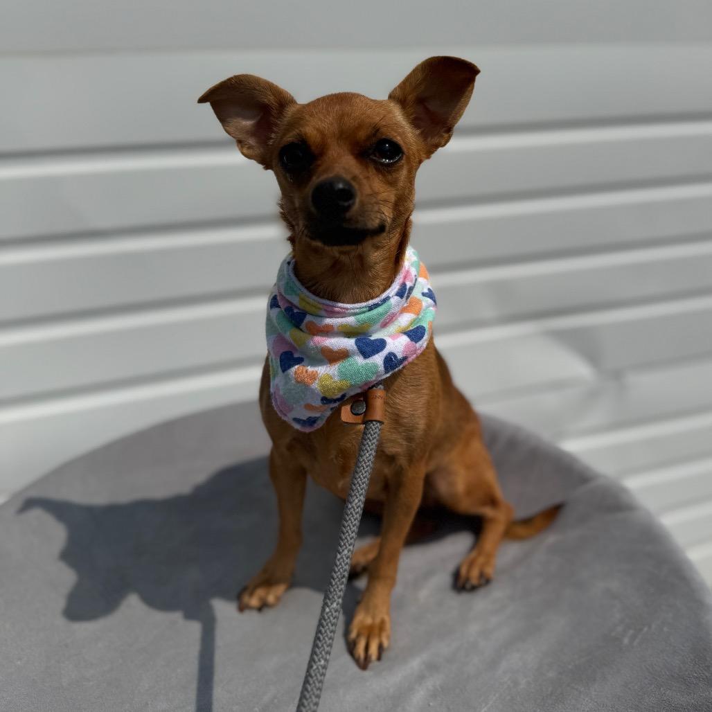 Keke, Adoptable, Adult Female Chihuahua & Mixed Breed.
