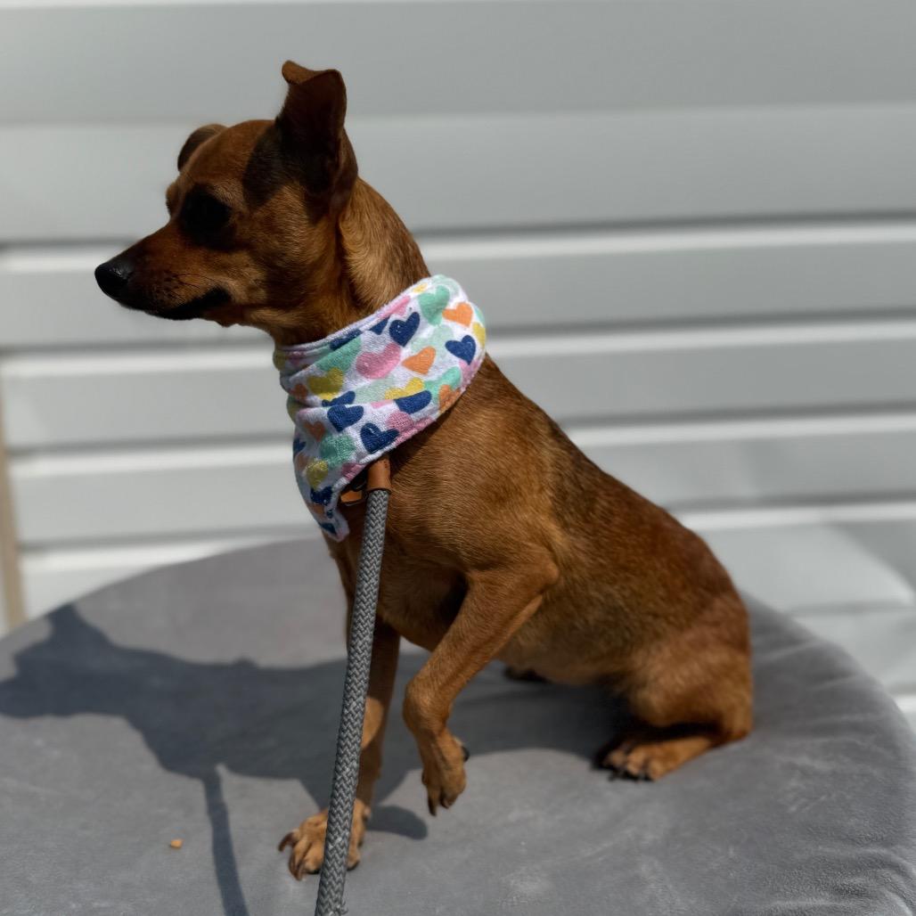 Keke, a Adoptable mixed breed in Newberg, OR image 2/6
