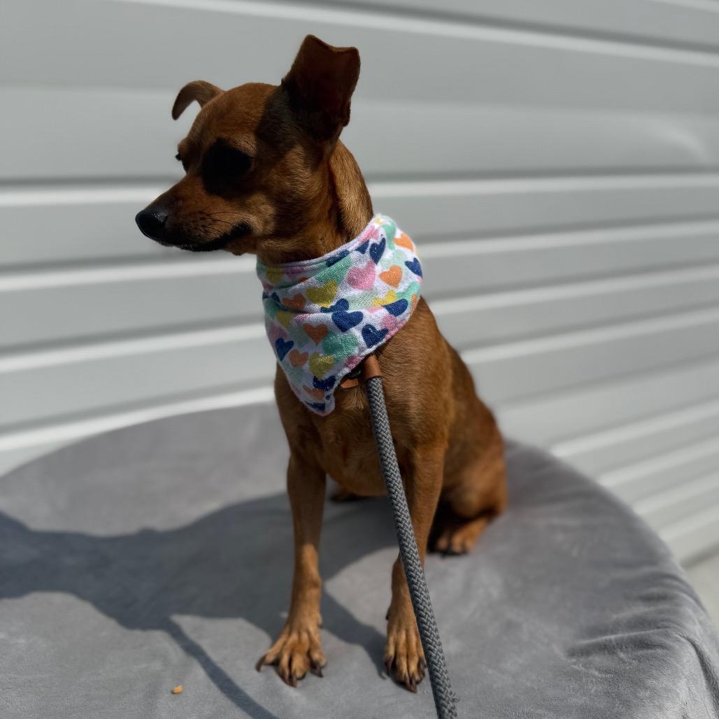 Keke, a Adoptable mixed breed in Newberg, OR image 3/6