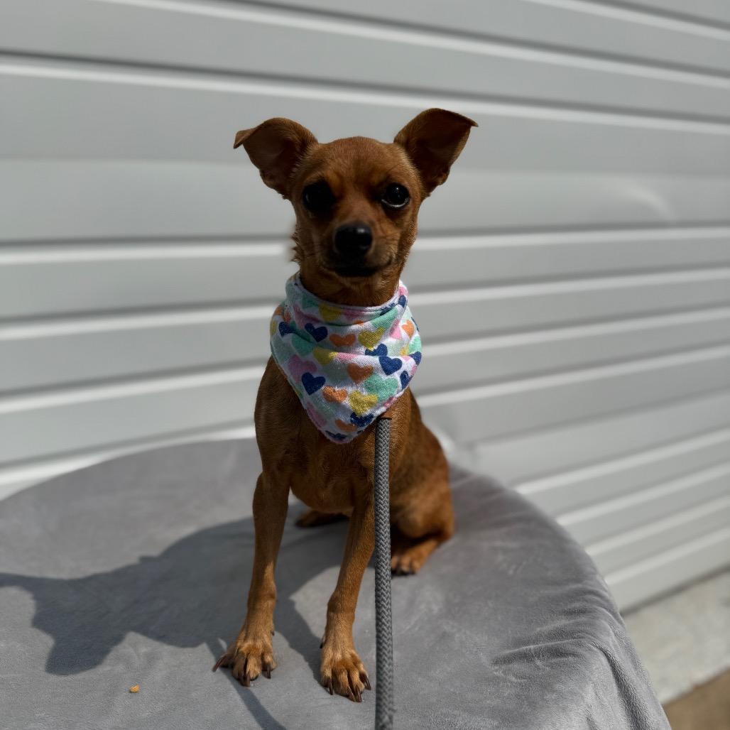 Keke, a Adoptable mixed breed in Newberg, OR image 4/6