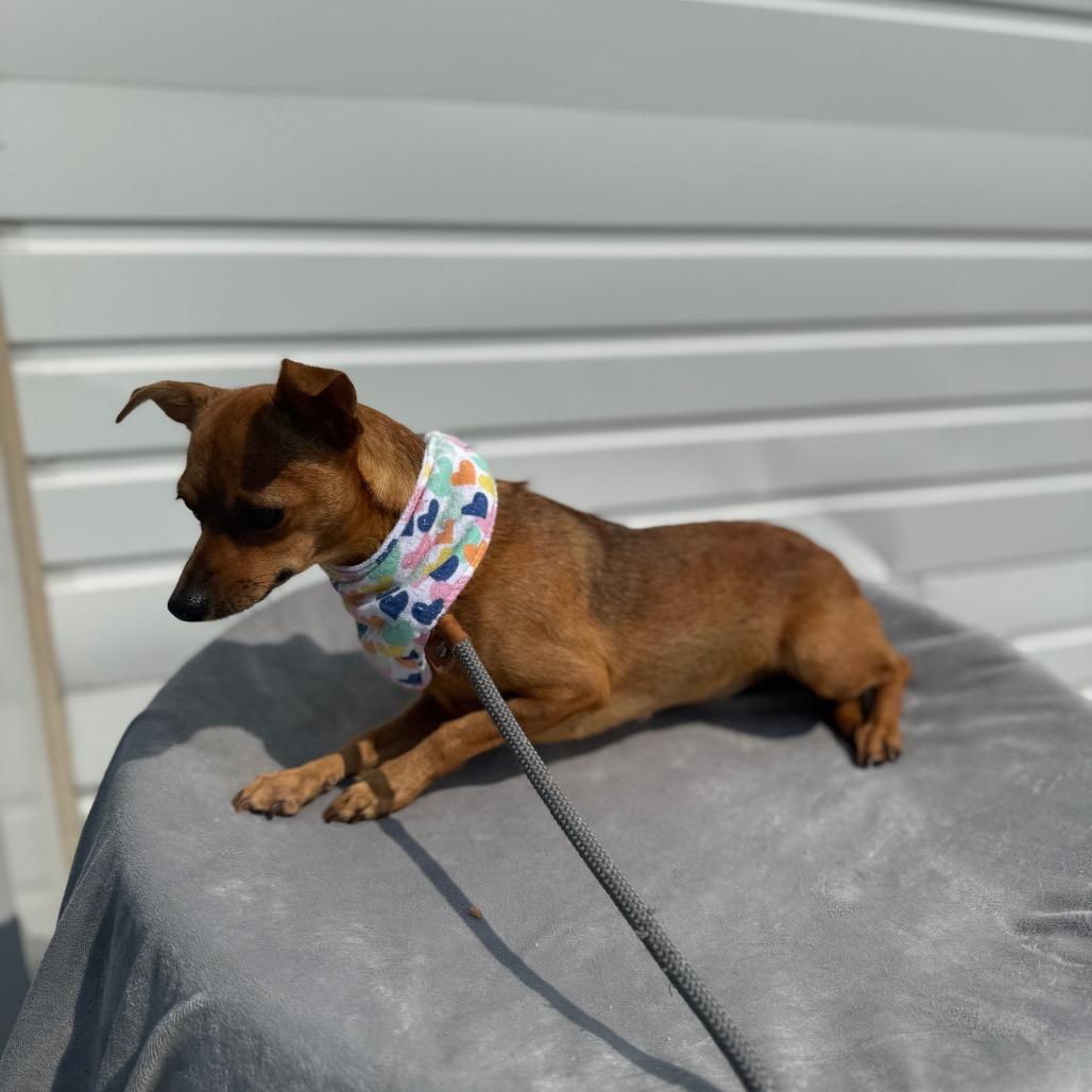 Keke, a Adoptable mixed breed in Newberg, OR image 5/6