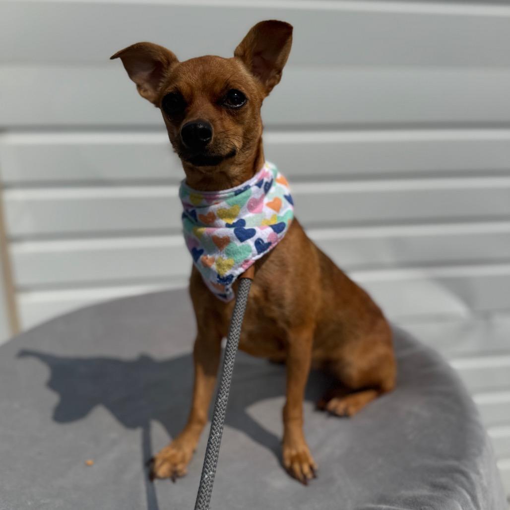 Keke, a Adoptable mixed breed in Newberg, OR image 6/6