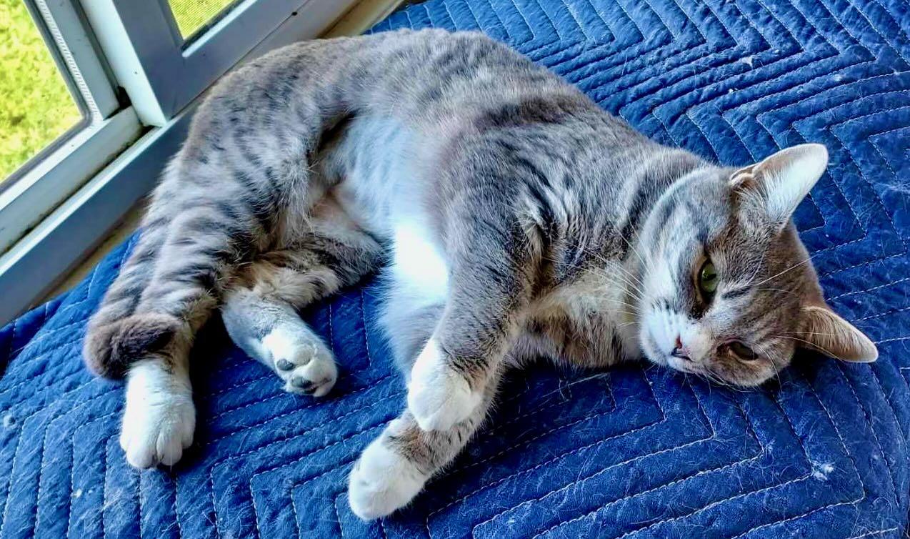 Enlarge Ava, an adopted Tabby in Hood River, OR image 3/6