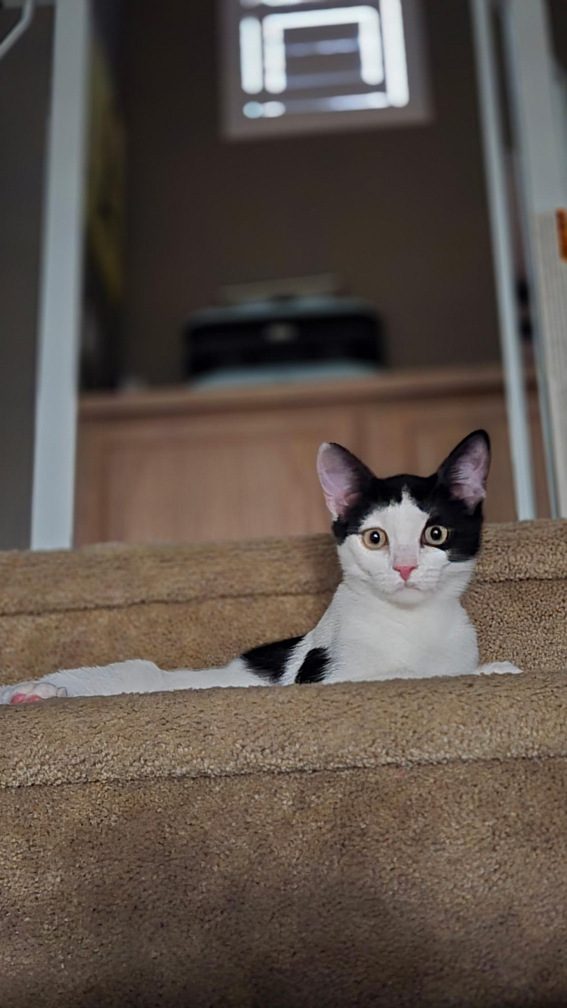 Dobby, a ADOPTABLE Tabby in Las Vegas, NV image 4/5