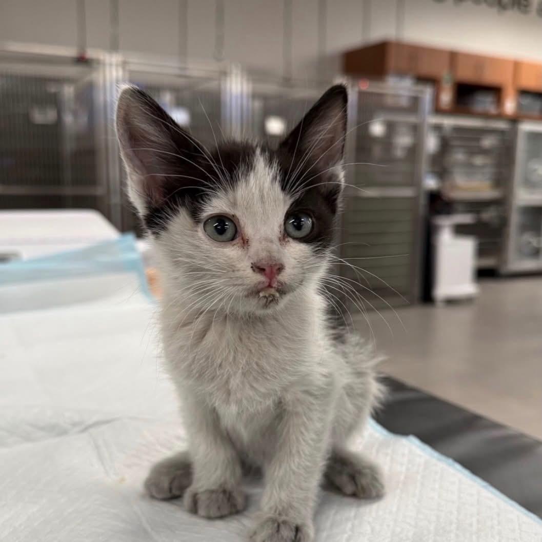 Dobby, a ADOPTABLE Tabby in Las Vegas, NV image 2/5