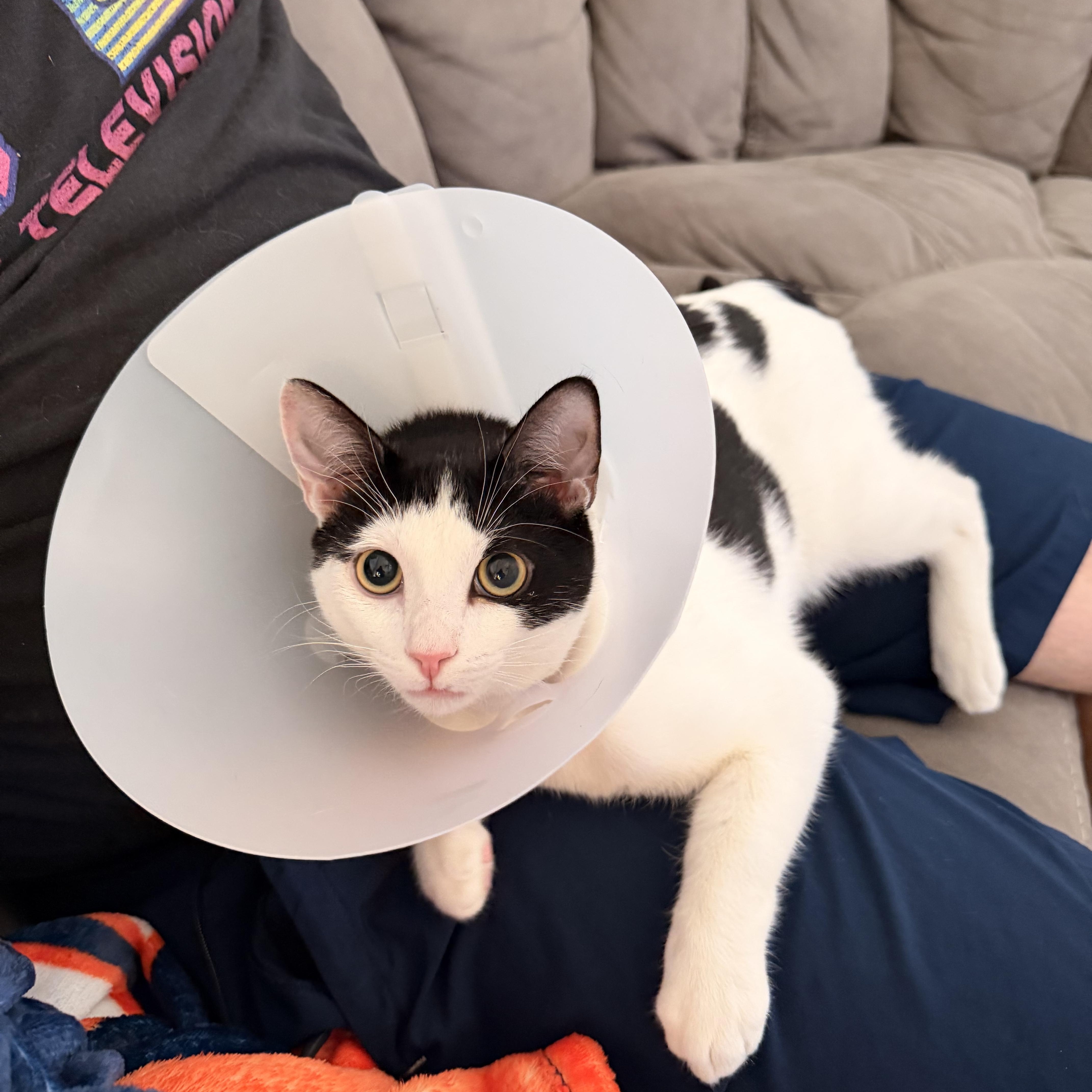 Enlarge Dobby, a Adoptable Tabby in Las Vegas, NV image 5/6