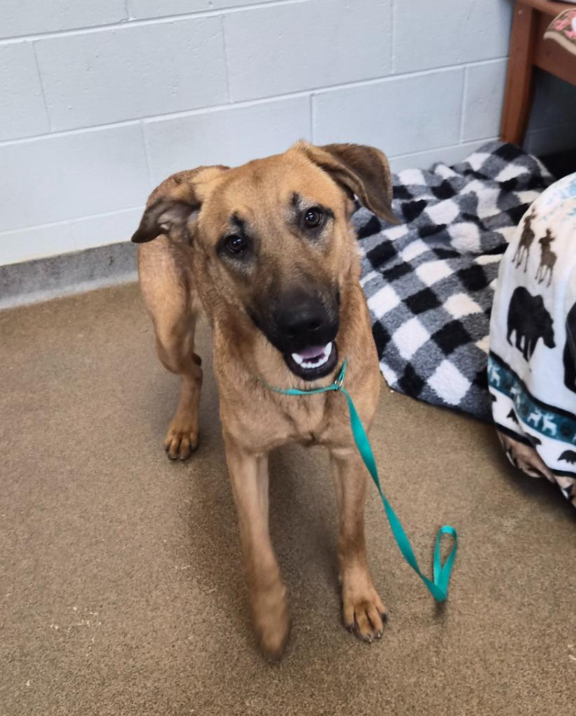 Enlarge Softball, a Adoptable mixed breed in Rome, GA image 1/2