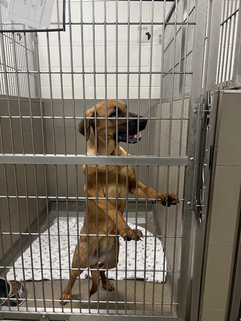 Enlarge Softball, a Adoptable mixed breed in Rome, GA image 2/2