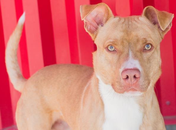 Enlarge GRANT, a Adoptable Pit Bull Terrier in Tracy, CA image 1/1