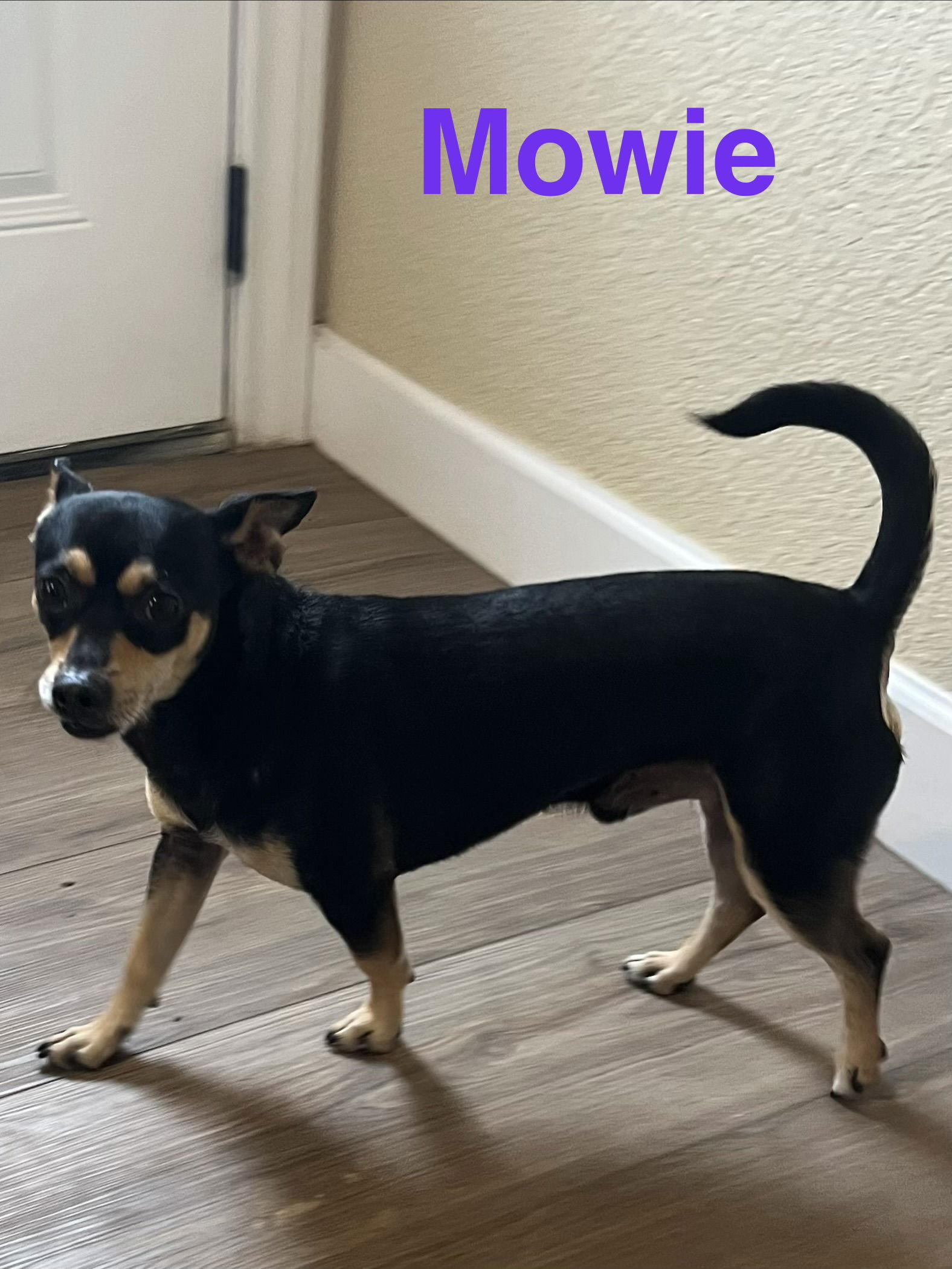 Mowie — thumbnail 3