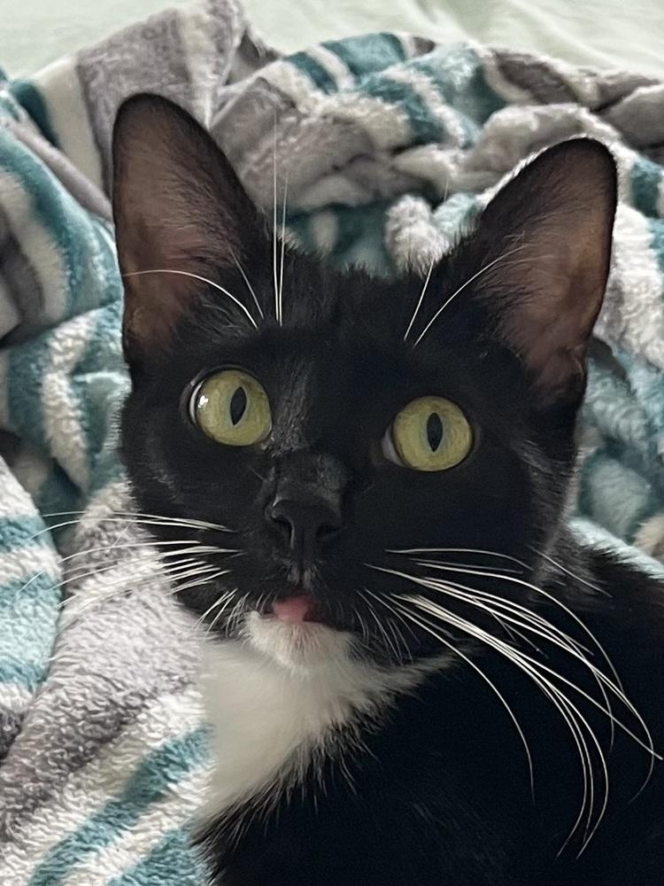 Enlarge Oreo, a Adoptable mixed breed in Youngsville, NC image 1/6