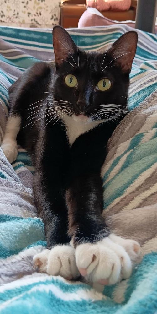 Enlarge Oreo, a Adoptable mixed breed in Youngsville, NC image 3/6